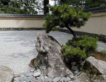 pine planted in a japanese garden
