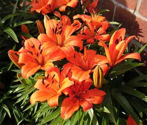 orange garden lillies blooming in the landscape