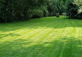 green lawn fertilized