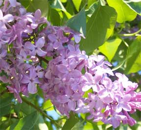 lavender flowering lilac