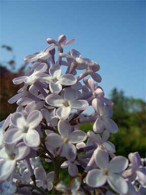 blooms of the flowering lilac