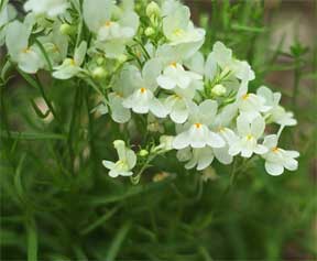linaria tiny white flowers like small jewels