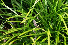 liriope flower used as a ground cover