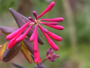 lonicera bloom