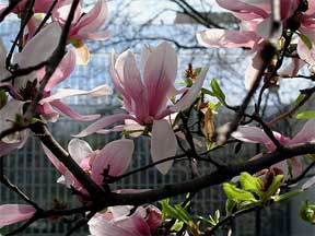 pink magnolia