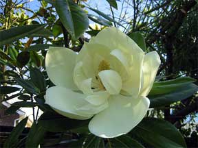 white scented magnolia