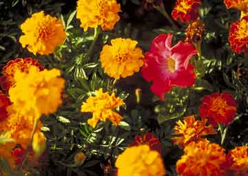planting of marigolds sharing their colors