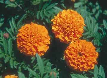 orange marigolds in bloom