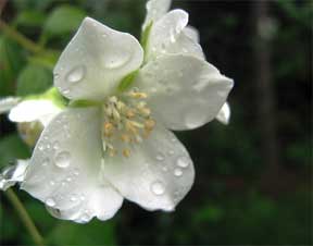 Mock orange plants trees and shrubs double and dwarf
