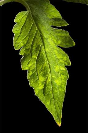 mosaic virus on tomato