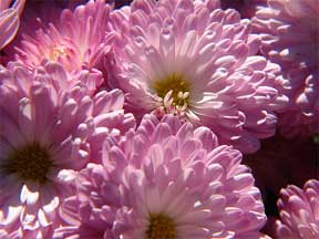 flower of a mum blooming in the fall