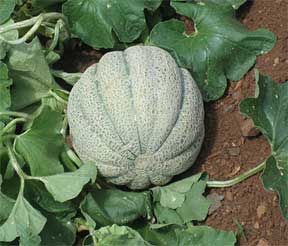 muskmelon