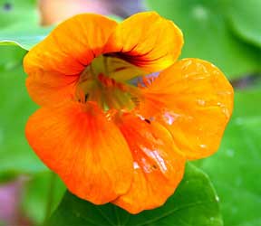 orange flowered nasturtium