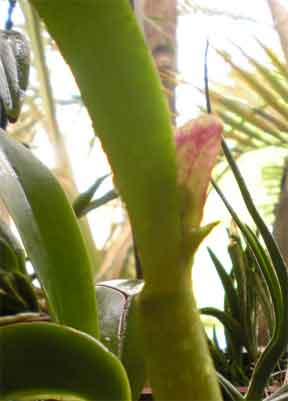 orchid sheath forming