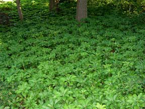 pachysandra as a groundcover