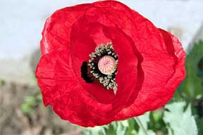 papaver red poppy