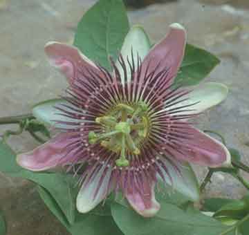 passion flower passifloria caerulea