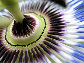 passion flower passifloria caerulea