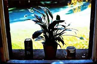 peace lily enjoying life on a widow sill