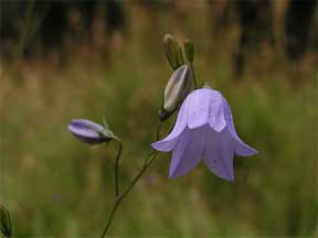 single perennial flower