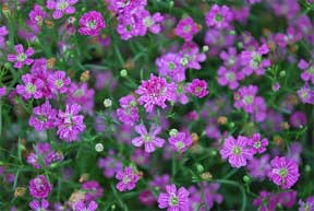 perennial blooming from seed