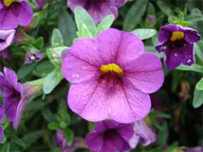 petunias make rich colors in the garden