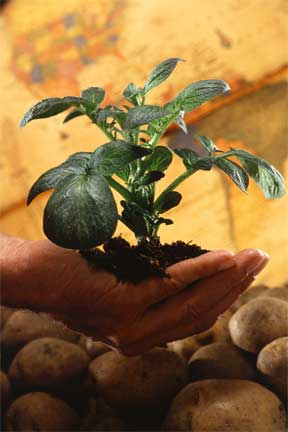 learn the basics to diagnose your plant disease and problems