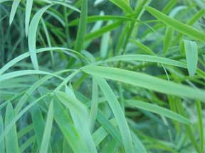 close up of a podocarpus