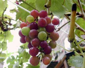 proper pruning key to good yeild on grapes