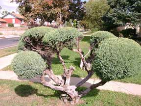 pruned evergreen shrub topiary