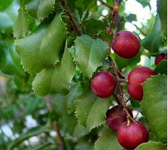 catalina cherry