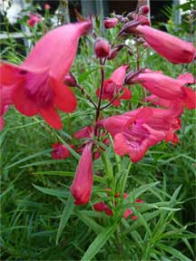 red penstemon