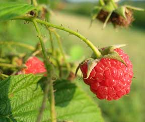 fresh red raspberries on the bush