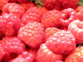 fresh red raspberries ready to eat of bake