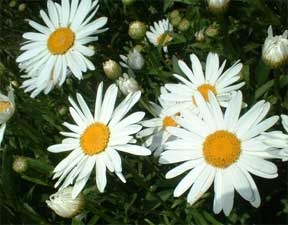 white shasta daisies