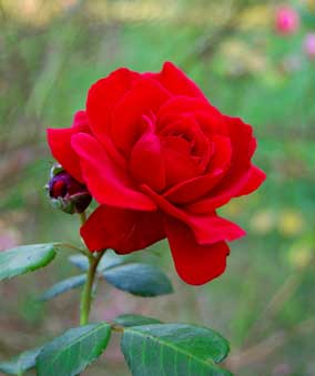 red rose single