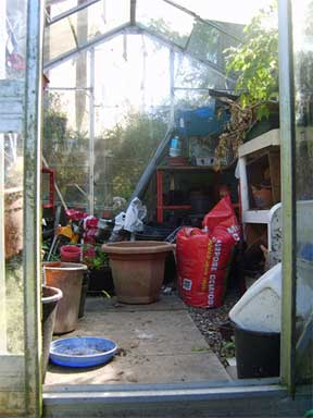 inside a small greenhouse in the backyard