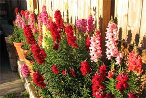 assorted snapdragons