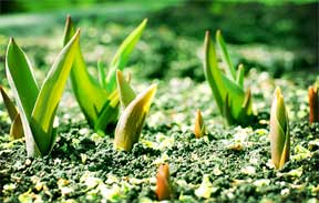 blubs breaking through the soil after winter