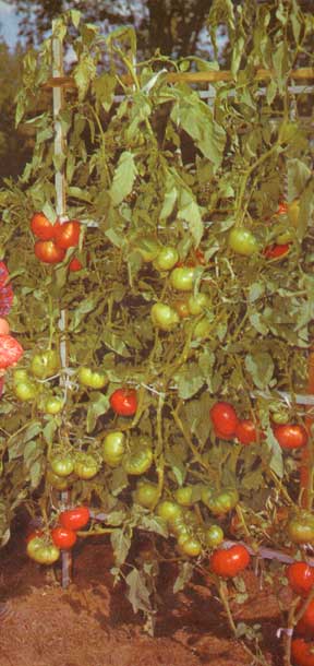 staked group of tree tomato