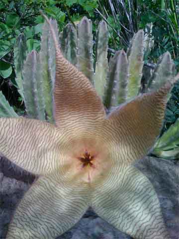 stepelia starfish cactus