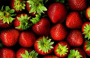 strawberry disease