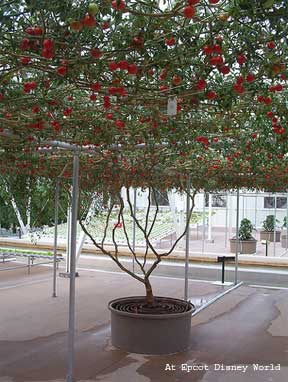 giant tree tomato at EPCOT Disney World