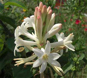 flowering tuberose