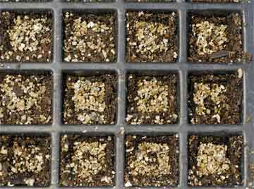 vermiculite used in seed flats