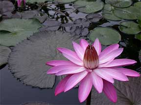 water lily can be put out soon