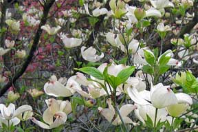 white dogwood tree in flower