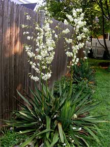 Yucca filamentosa flowering in landscape