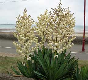 blooming yucca in the landsccape