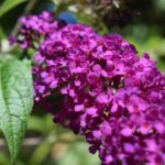 Buddleia Davidii